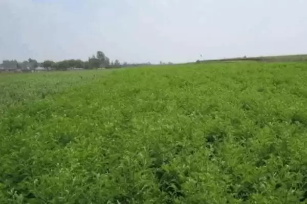 图片[4]-苦参的种植效益 ,种植苦参一般能获多少利润呢？-会东网