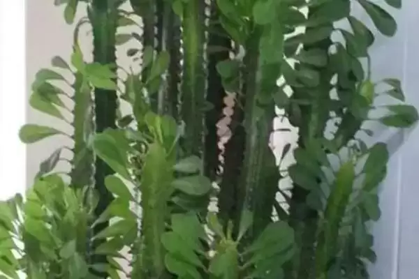 图片[3]-打顶后植物的生长情况 ,经过打顶的植物还能长高吗-会东网