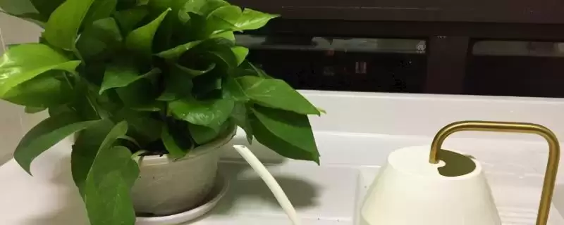 判断烟灰水能否浇花的方法和重点？判断烟灰水能否浇花要做好哪些细节？-会东网