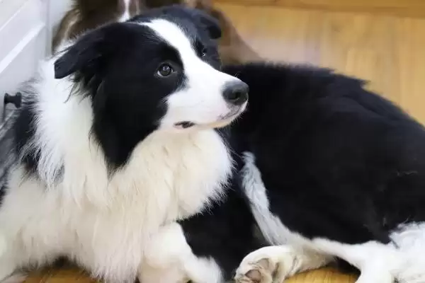 图片[2]-饲养边境牧羊犬的要点？饲养边境牧羊犬要掌握哪些关键的喂养和训练要点？-会东网