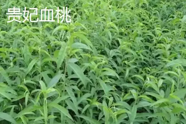 图片[11]-桃树苗品种优选：秋彤桃为何是国内最好的品种？-会东网