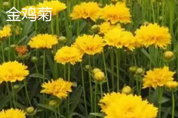 图片[5]-挑选品质好的小菊系菊花种子的方法和重点？挑选品质好的小菊系菊花种子要做好哪些细节？-会东网