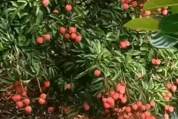 图片[3]-荔枝的成熟季节 ,荔枝为什么在 5-8 月成熟呢？-会东网
