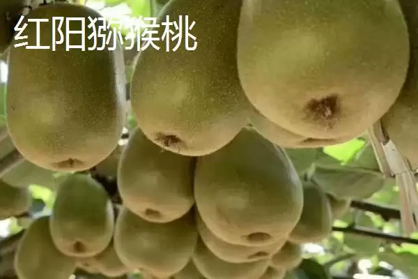 图片[4]-什么品种的猕猴桃最甜最好吃？了解优质猕猴桃品种要知晓哪些口味特性？-会东网