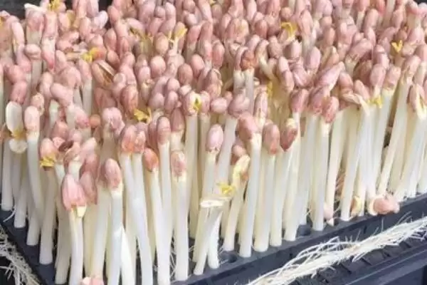 图片[8]-种植花生芽苗菜的方法和重点？种植花生芽苗菜要做好哪些细节？-会东网