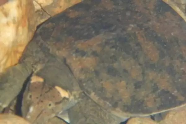图片[4]-山瑞鳖简介？认识山瑞鳖要了解哪些关键的物种特性和生存信息？-会东网