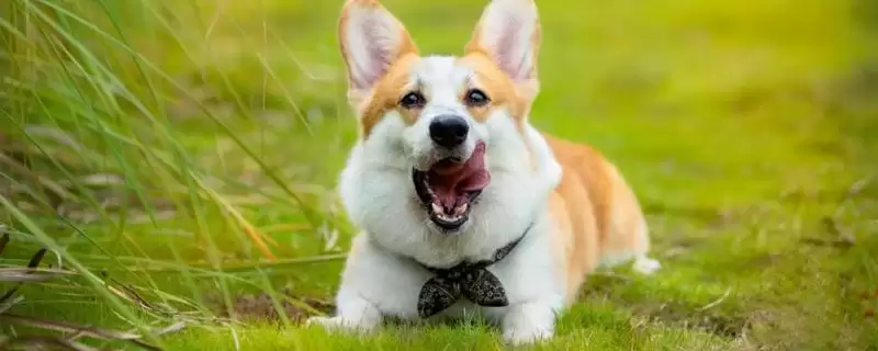 狂犬病的传播途径 ,狂犬病通过破损皮肤如何传播呢?-会东网