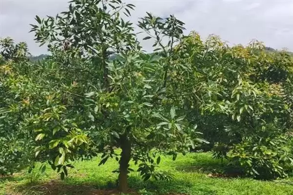 图片[6]-牛油果泡水发芽的时间密码：大约15天的等待与惊喜-会东网
