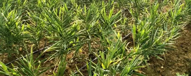 生姜的种植时间？了解生姜种植时间要关注哪些季节和气候要点？-会东网