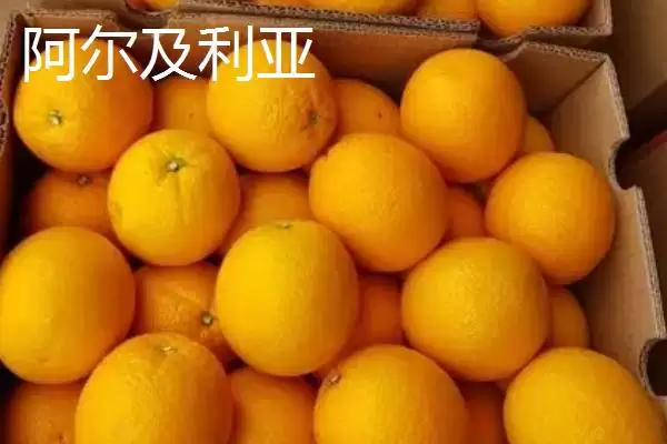 图片[6]-夏橙是否夏季成熟的要点和判断？判断夏橙成熟时间需注意什么？-会东网