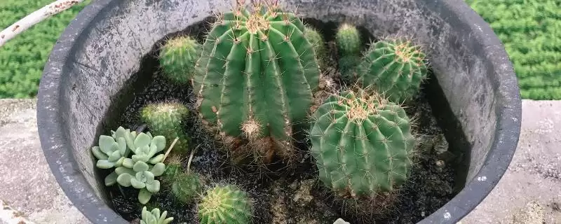 如何才能使仙人球开花？养护仙人球促开花要做好哪些关键步骤？-会东网