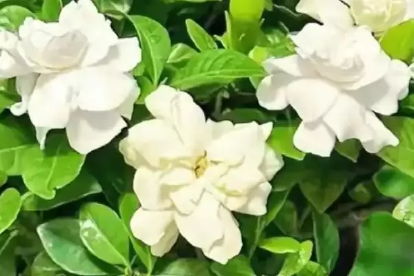 图片[2]-掌握栀子花养殖要点的方法和重点？掌握栀子花养殖要点要做好哪些细节？-会东网