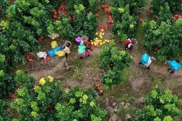 图片[4]-提高柚子甜度的方法？提高柚子甜度要掌握哪些从施肥到光照管理的要点？-会东网