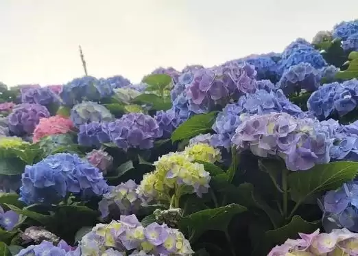 图片[6]-水养绣球的方法和重点？水养绣球要做好哪些细节？-会东网