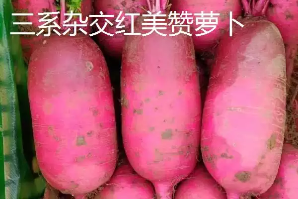 图片[5]-水果萝卜品种？认识水果萝卜品种要了解哪些关键的品种特性和分类？-会东网