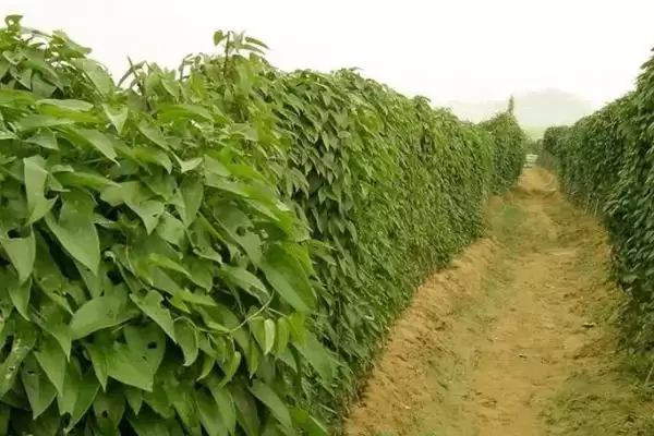 图片[3]-山药的种植方法？种植山药要遵循哪些科学的种植步骤和要点？-会东网