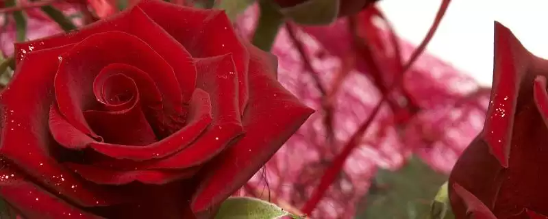 钻石玫瑰花语的含义和要点？理解钻石玫瑰花语需关注哪些关键？-会东网