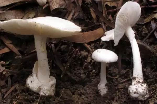 图片[2]-蘑菇这种菌类植物有种子吗 ,蘑菇科菌类植物是没有种子这一说法的-会东网