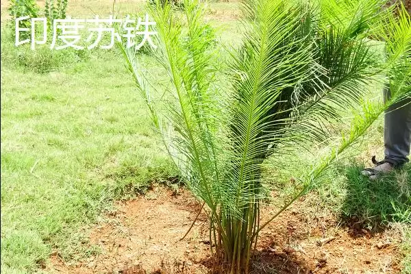 图片[5]-铁树的种类？认识铁树种类要了解哪些关键的品种分类和形态特性要点？-会东网