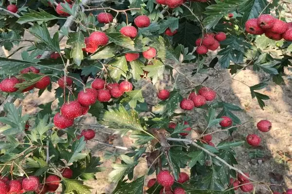 图片[7]-种植前景好的苗木种类和要点？种植苗木选种需关注哪些品种？-会东网