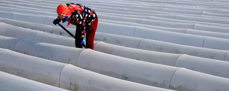蔬菜春寒预防技巧？预防蔬菜遭受春寒要掌握哪些实用的预防方法？-会东网