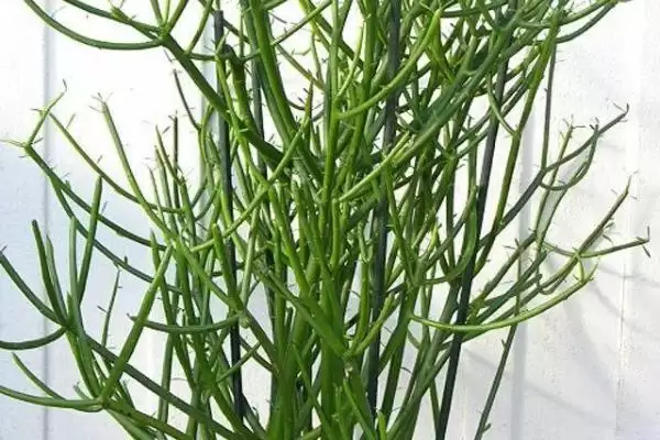 图片[7]-木本粮油作物有哪些常见品种呢,木本粮油作物如面包树、西谷椰子等-会东网