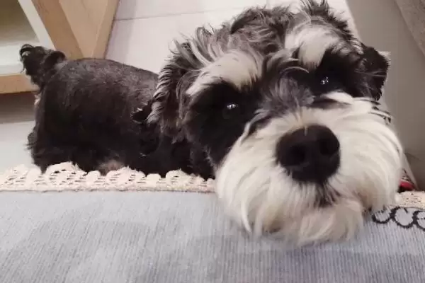 图片[5]-最好养的10种小型犬的种类和要点？选择小型犬需关注哪些品种？-会东网