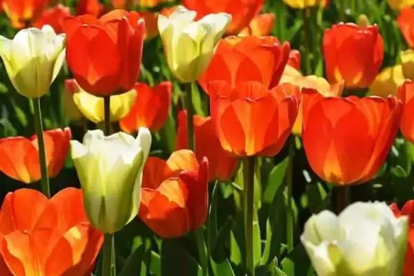 图片[6]-了解郁金香花语的方法和重点？了解郁金香花语要做好哪些细节？-会东网