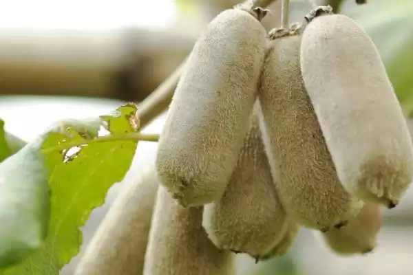 图片[4]-种植前景广阔的作物：蓝宝石葡萄、白草莓、秋葵的市场潜力-会东网