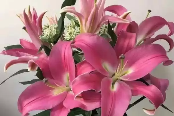 图片[2]-罗宾百合花香不香 ,罗宾百合的气味是否芳香-会东网