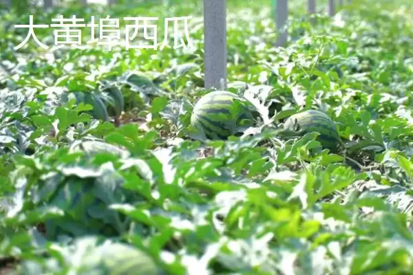 图片[8]-山东平度的特产？知晓山东平度特产要掌握哪些当地特色产品要点？-会东网
