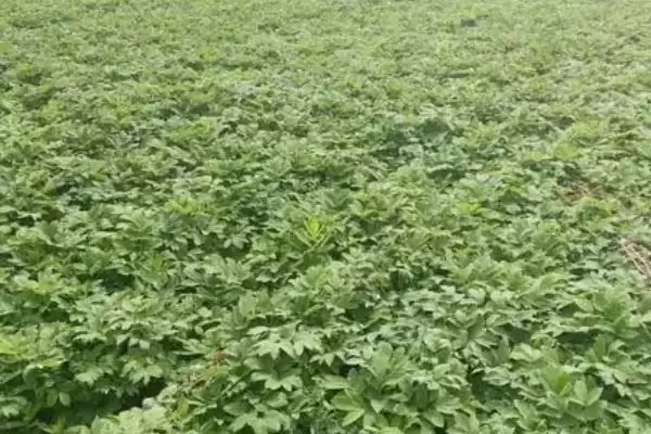 图片[7]-种植白芷的流程和要点？种植白芷需把控哪些关键环节？-会东网