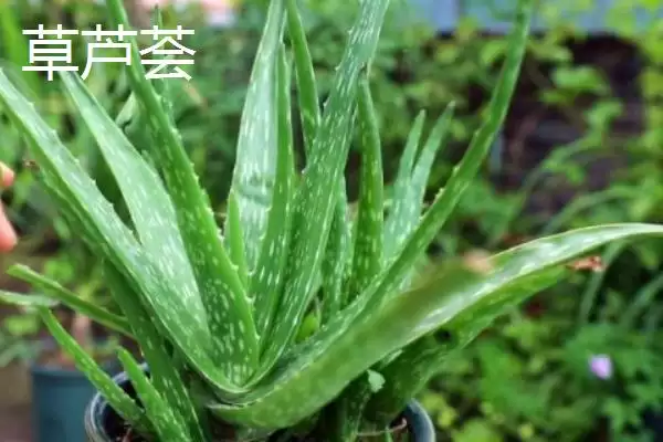 图片[11]-芦荟有哪些常见的种类 ,常见的芦荟种类有哪些-会东网