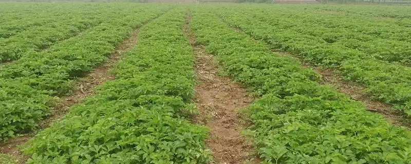 种植白芷的流程和要点？种植白芷需把控哪些关键环节？-会东网