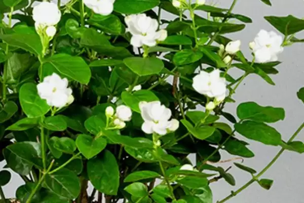 图片[5]-茉莉的种植方法是怎样的呢 ,茉莉是一种可攀援灌木的植物及种植方法-会东网