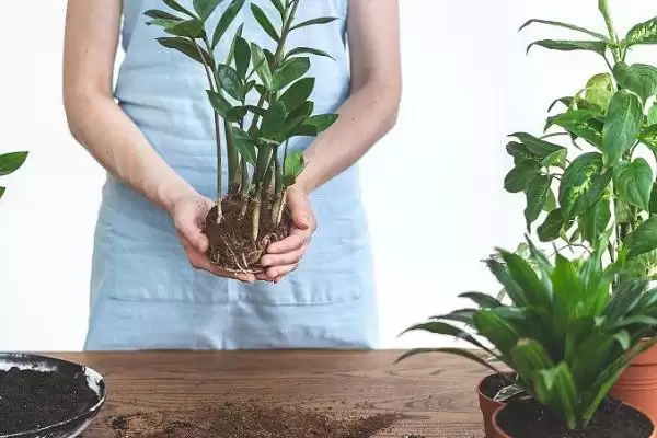 图片[4]-掌握移植花卉技巧的方法和重点？掌握移植花卉技巧要做好哪些细节？-会东网