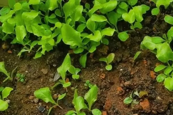 图片[3]-盆栽生菜小苗细长原因剖析：光照过弱或种植过密的影响-会东网