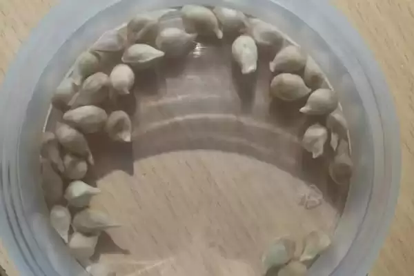 图片[3]-橘子的种植时间 ,橘子在春季和秋季种植有何优势？-会东网