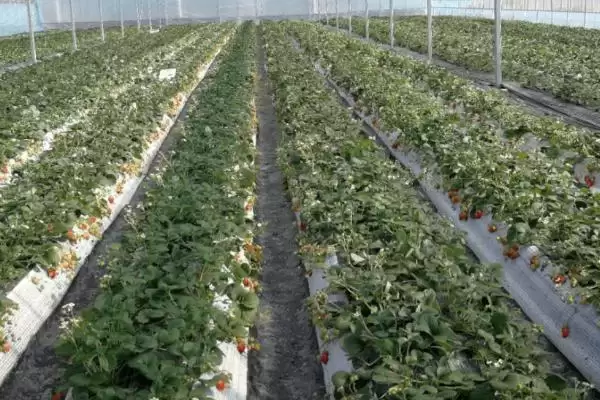 图片[2]-夏天高温时大棚有效降温的方法和要点？夏季大棚降温需掌握哪些关键技巧？-会东网