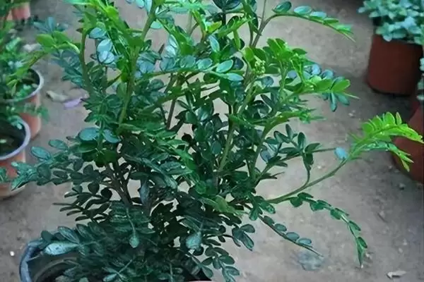 图片[2]-修剪清香木的方法和重点？修剪清香木要做好哪些细节？-会东网