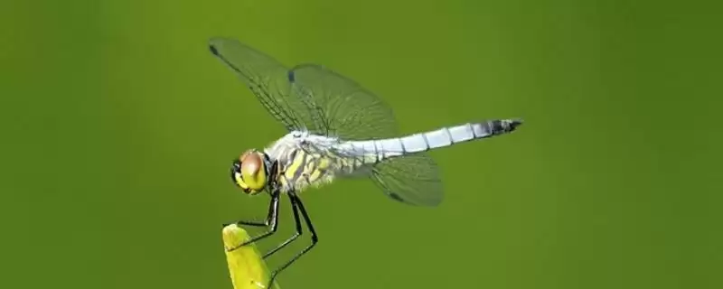 动物界的“眼王”:蜻蜓拥有超多眼睛的神奇秘密插图 动物界的“眼王”:蜻蜓拥有超多眼睛的神奇秘密插图