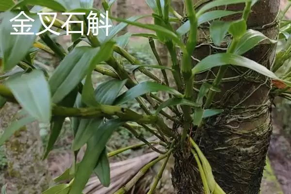 图片[3]-金钗石斛的价格 ,新鲜精选的金钗石斛售价多少-会东网