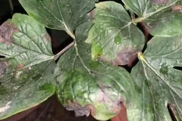 图片[3]-牡丹花叶片打卷的原因是什么呢,牡丹花根系受损会导致叶片卷曲变黄-会东网