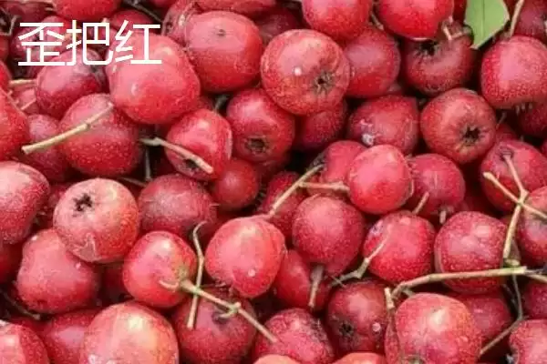 图片[2]-山楂树品种？认识山楂树品种要了解哪些关键的品种分类信息？-会东网