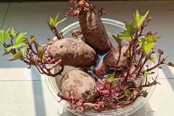 图片[5]-紫薯种植的方法和要点？种植紫薯要掌握哪些关键技术环节？-会东网