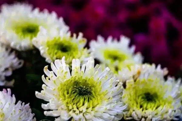 图片[4]-夏季菊花养护的方法和要点？夏季养护菊花要掌握哪些关键步骤？-会东网