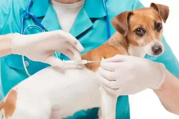 图片[7]-犬瘟热病毒感染源揭秘：病犬和带毒犬的传播风险-会东网