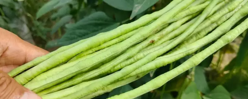 豇豆霜霉病的症状 ,豇豆患霜霉病有什么症状-会东网
