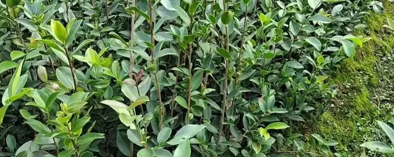 了解油茶苗价格的方法和重点？了解油茶苗价格要做好哪些细节？-会东网
