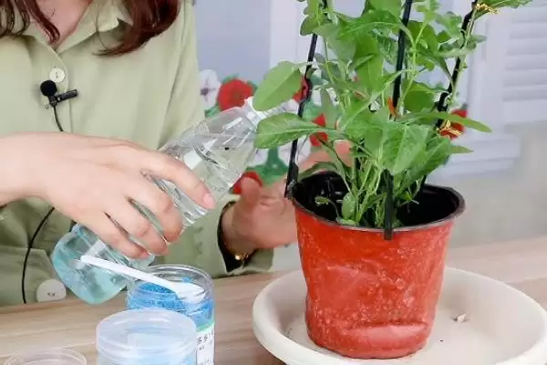 图片[4]-蓝雪花的花期 ,蓝雪花的花期能持续几个月呢？-会东网